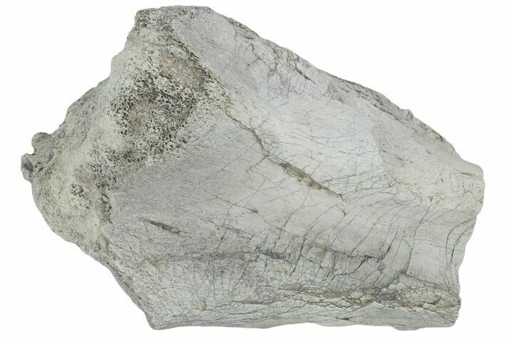 Fossil Titanothere (Megacerops) Limb Bone End - South Dakota #229054